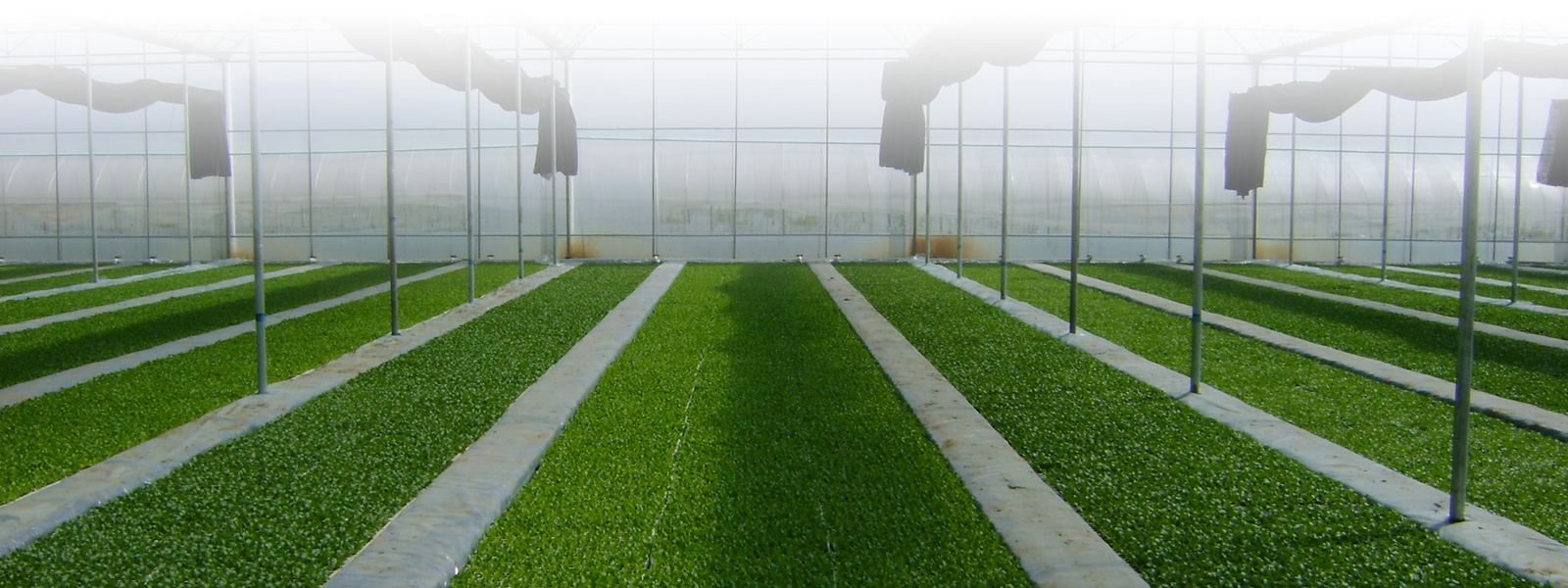 贵州农产品网络推广