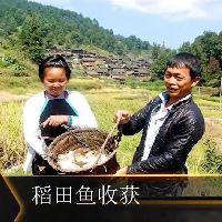 从江稻鱼鸭生态养殖教学视频